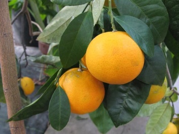Công dụng của dược liệu Trần bì